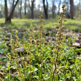 Itapevi planta 67 mudas nativas