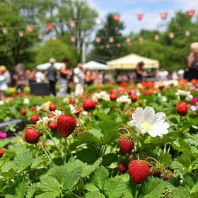 Festival de Flores e Morangos